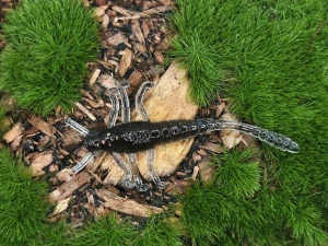MAYFLY TIPSY 1,5 black