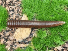WORM STICK 2,0 brown