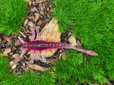 MAYFLY TIPSY 1,5 black/pink fluo