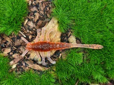 MAYFLY TIPSY 1,5 black/orange fluo