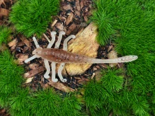 MAYFLY TIPSY 1,5 brown/white
