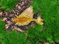 MAYFLY BAETIS 1,2 olive/orange fluo