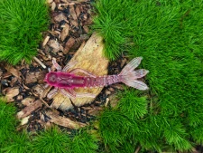 MAYFLY BAETIS 1,2 black/pink fluo