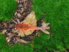 MAYFLY BAETIS 1,2 black/orange fluo